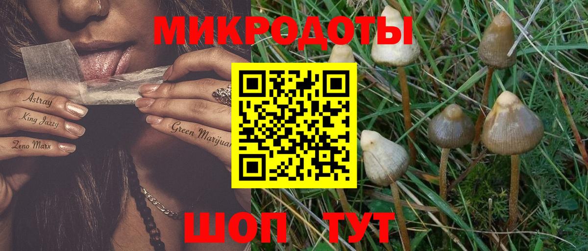Псилоцибиновые грибы Psilocybe Чистополь